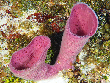 Pink Vase Sponge - Niphates digitalis - Cozumel, Mexico