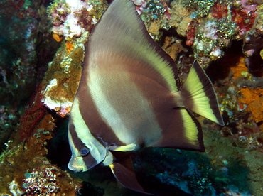 Pinnate Spadefish - Platax pinnatus - Bali, Indonesia