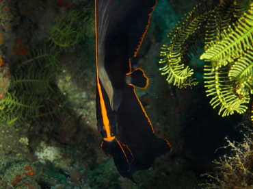 Pinnate Spadefish - Platax pinnatus - Anilao, Philippines