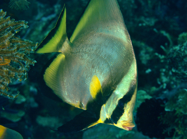 Pinnate Spadefish - Platax pinnatus - Wakatobi, Indonesia
