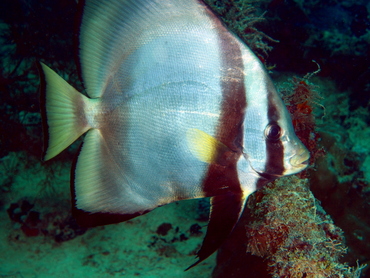 Pinnate Spadefish - Platax pinnatus - Palau