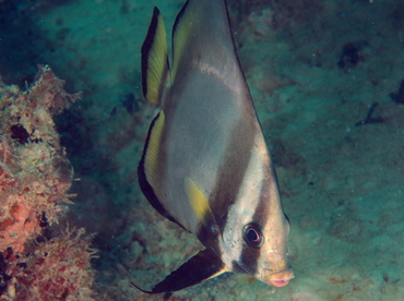 Pinnate Spadefish - Platax pinnatus - Palau