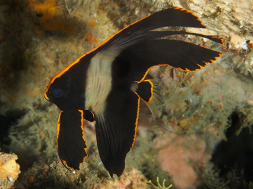 Pinnate Spadefish - Platax pinnatus - Anilao, Philippines