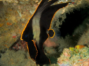 Pinnate Spadefish - Platax pinnatus - Anilao, Philippines