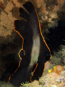 Pinnate Spadefish - Platax pinnatus - Anilao, Philippines