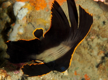 Pinnate Spadefish - Platax pinnatus - Anilao, Philippines