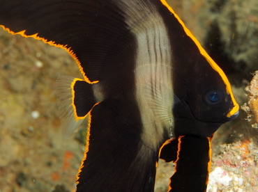 Pinnate Spadefish - Platax pinnatus - Anilao, Philippines