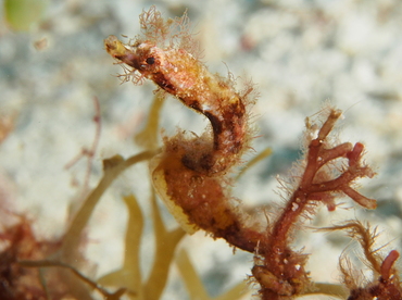 Pipehorse - Amphelikturus dendriticus - Cozumel, Mexico