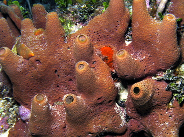 Pitted Sponge - Verongula rigida - Grand Cayman