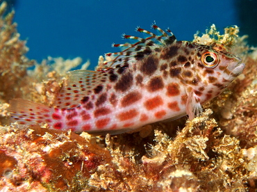 Pixy Hawkfish - Cirrhitichthys oxycephalus - Palau