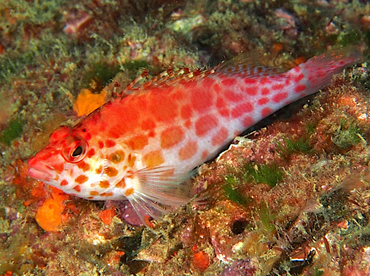 Pixy Hawkfish - Cirrhitichthys oxycephalus - Cabo San Lucas, Mexico