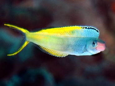 Bicolour fangblenny - Plagiotremus laudandus - Bali, Indonesia