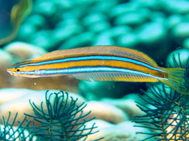 Bluestriped Fangblenny - Plagiotremus rhinorhynchos - Fiji