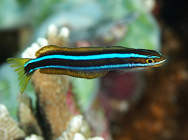 Bluestriped Fangblenny - Plagiotremus rhinorhynchos - Wakatobi, Indonesia