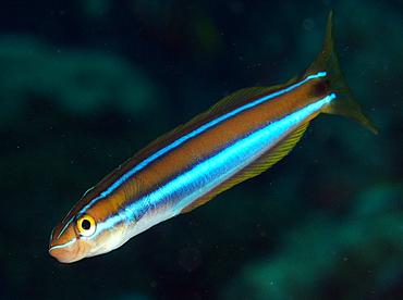 Bluestriped Fangblenny - Plagiotremus rhinorhynchos - Wakatobi, Indonesia