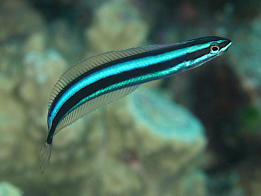 Bluestriped Fangblenny - Plagiotremus rhinorhynchos - Great Barrier Reef, Australia