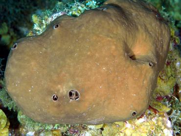 Plakortis halichondrioides - Plakortis halichondrioides - British Virgin Islands