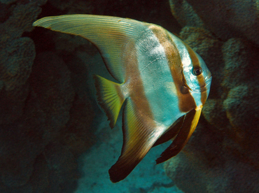 Golden spadefish - Platax boersii - Wakatobi, Indonesia