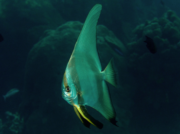 Golden spadefish - Platax boersii - Wakatobi, Indonesia