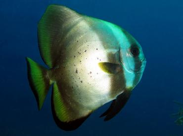 Golden spadefish - Platax boersii - Dumaguete, Philippines