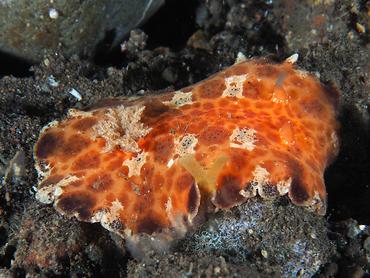 Platydoris ellioti - Platydoris ellioti - Komodo, Indonesia