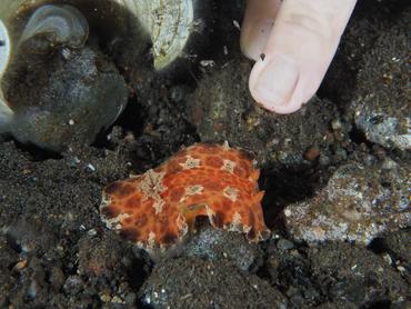Platydoris ellioti - Platydoris ellioti - Komodo, Indonesia