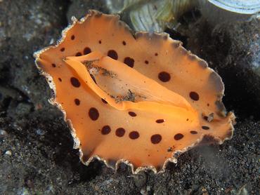 Platydoris ellioti - Platydoris ellioti - Komodo, Indonesia