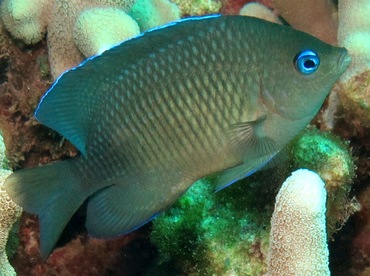 Johnston Damsel - Plectroglyphidodon johnstonianus - Maui, Hawaii