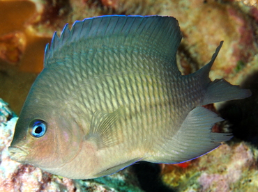 Johnston Damsel - Plectroglyphidodon johnstonianus - Big Island, Hawaii