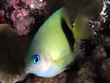 Johnston Damsel - Plectroglyphidodon johnstonianus - Great Barrier Reef, Australia