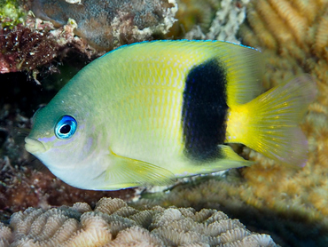 Johnston Damsel - Plectroglyphidodon johnstonianus - Great Barrier Reef, Australia