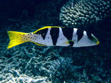 Blacksaddled Coral Grouper - Plectropomus laevis - Great Barrier Reef, Australia