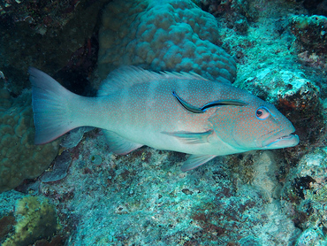 Blacksaddled Coral Grouper - Plectropomus laevis - Great Barrier Reef, Australia