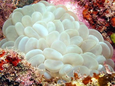 Bubble Coral - Plerogyra sinuosa - Palau