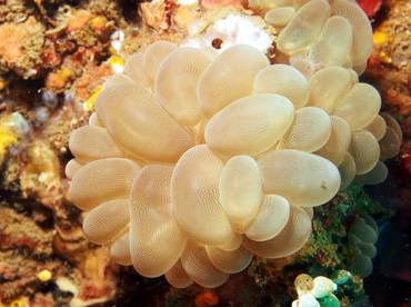 Bubble Coral - Plerogyra sinuosa - Lembeh Strait, Indonesia
