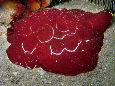 Forskal's Pleurobranch - Pleurobranchus forskalii - Anilao, Philippines