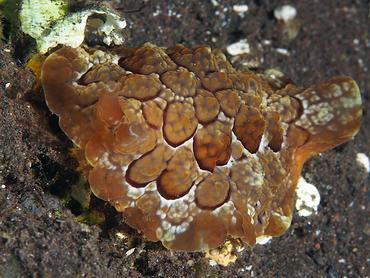 Forskal's Pleurobranch - Pleurobranchus forskalii - Bali, Indonesia