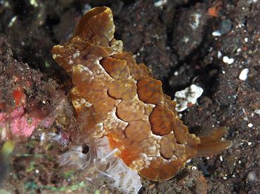 Forskal's Pleurobranch - Pleurobranchus forskalii - Bali, Indonesia