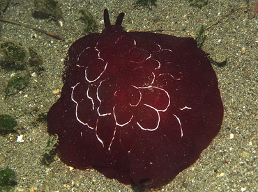 Forskal's Pleurobranch - Pleurobranchus forskalii - Anilao, Philippines