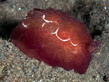 Forskal's Pleurobranch - Pleurobranchus forskalii - Bali, Indonesia