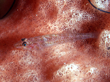 Barrel Sponge Ghostgoby - Pleurosicya labiata - Wakatobi, Indonesia