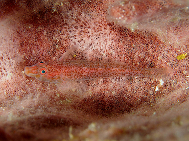 Barrel Sponge Ghostgoby - Pleurosicya labiata - Wakatobi, Indonesia