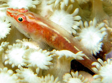 Stony Coral Ghostgoby - Pleurosicya micheli - Dumaguete, Philippines