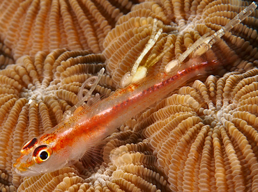 Stony Coral Ghostgoby - Pleurosicya micheli - Wakatobi, Indonesia