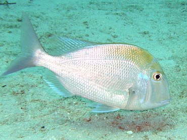 Pluma Porgy - Calamus pennatula - Nassau, Bahamas