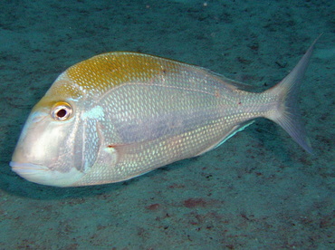 Pluma Porgy - Calamus pennatula - Nassau, Bahamas