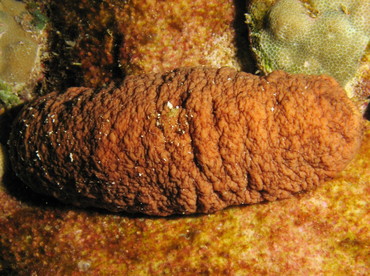 Plump Sea Cucumber - Actinopyga obesa - Big Island, Hawaii