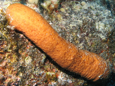 Plump Sea Cucumber - Actinopyga obesa - Big Island, Hawaii