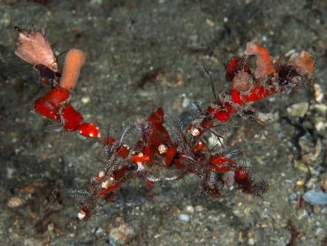 Podochela spp. - Podochela spp. - Blue Heron Bridge, Florida