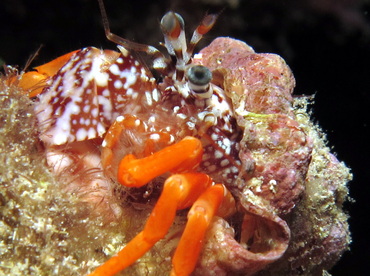 Polkadotted Hermit Crab - Phimochirus operculatus - Cozumel, Mexico
